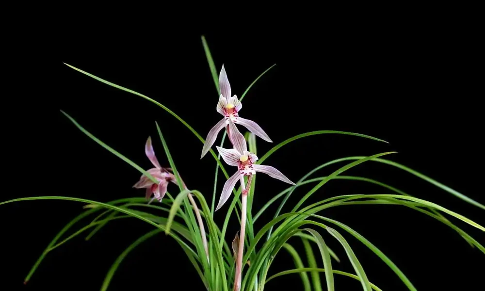 室內養花必看!這6種花卉寓意好、好養護,還能招財納福