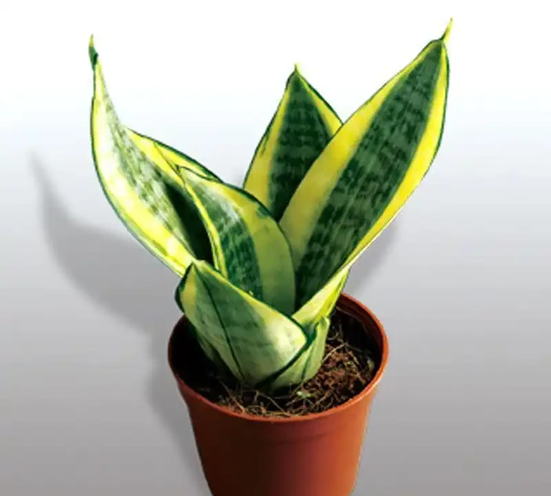 室內養花必看!這6種花卉寓意好、好養護,還能招財納福