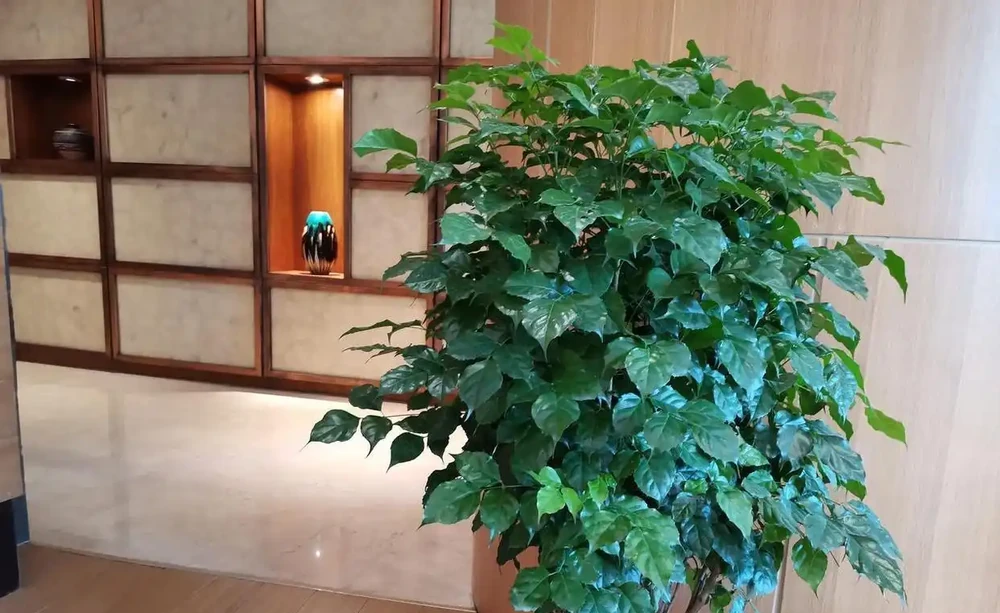 救命!幸福樹一夜禿成光桿?別扔!3個死穴掐準,7天止掉葉,春天爆芽比你頭髮長得快!