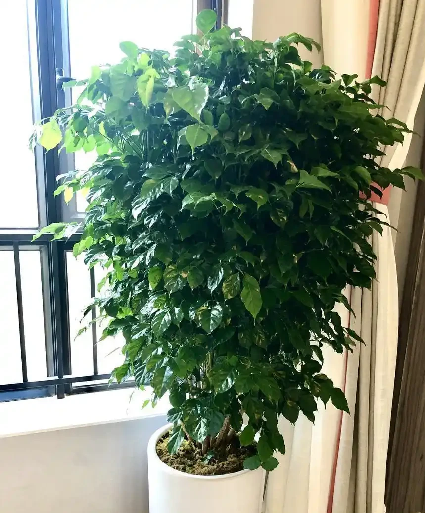救命!幸福樹一夜禿成光桿?別扔!3個死穴掐準,7天止掉葉,春天爆芽比你頭髮長得快!