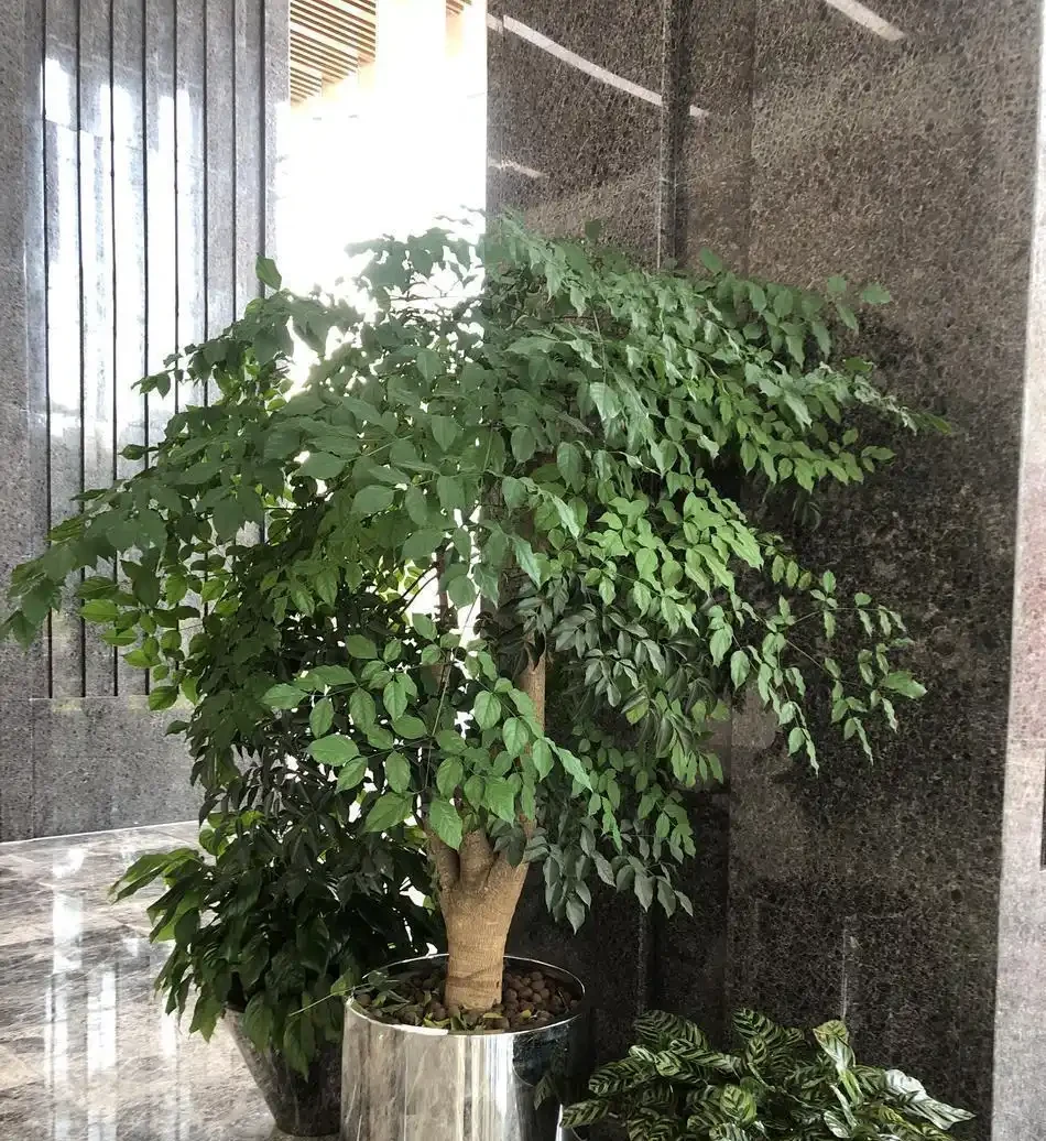救命!幸福樹一夜禿成光桿?別扔!3個死穴掐準,7天止掉葉,春天爆芽比你頭髮長得快!