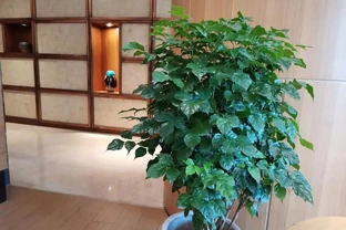 救命！幸福樹一夜禿成光桿？別扔！3個死穴掐準，7天止掉葉，春天爆芽比你頭髮長得快！