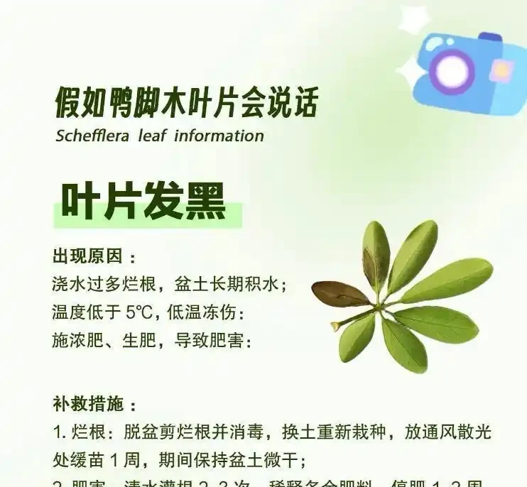 冬天鴨腳木黑葉爛杆?別扔!花農教你「動手術」,三步救活,來年更旺
