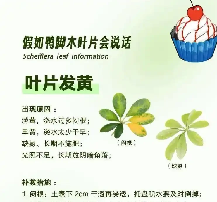 冬天鴨腳木黑葉爛杆?別扔!花農教你「動手術」,三步救活,來年更旺