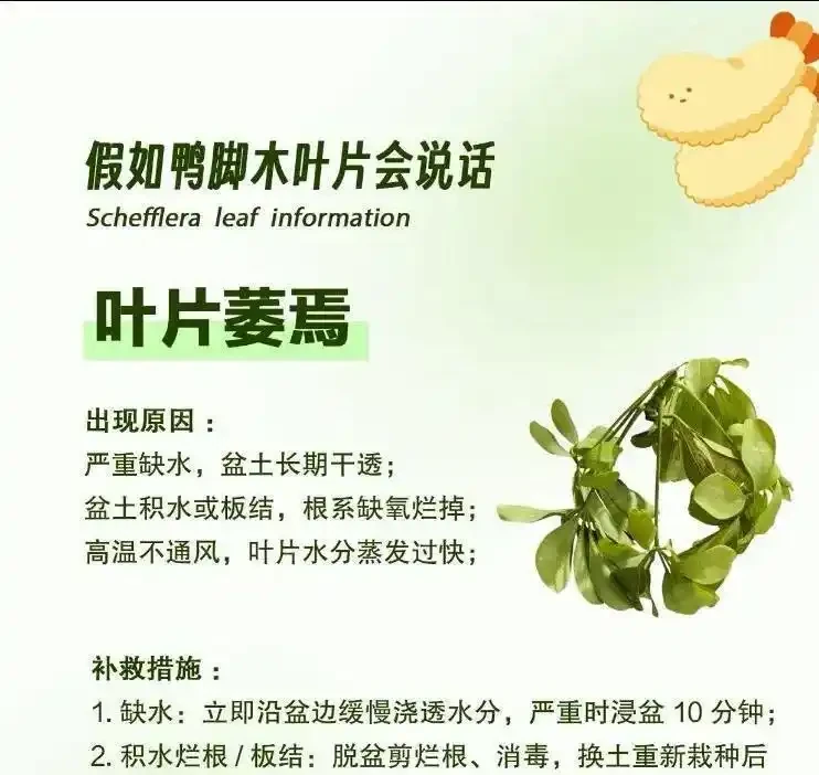 冬天鴨腳木黑葉爛杆?別扔!花農教你「動手術」,三步救活,來年更旺