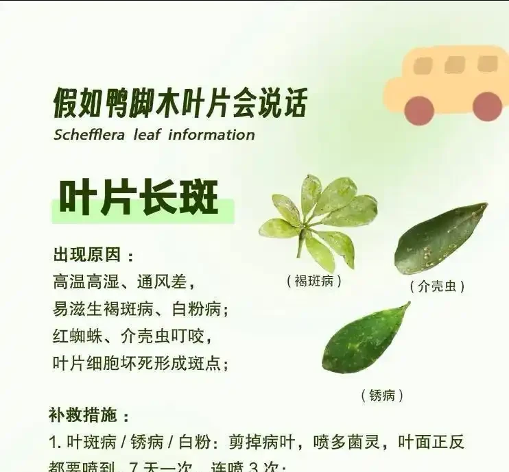 冬天鴨腳木黑葉爛杆?別扔!花農教你「動手術」,三步救活,來年更旺
