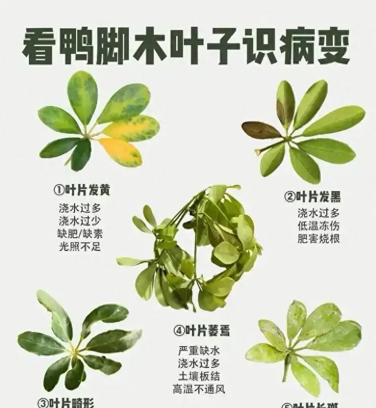 冬天鴨腳木黑葉爛杆?別扔!花農教你「動手術」,三步救活,來年更旺