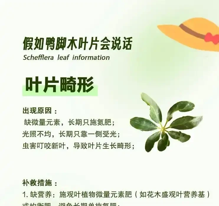 冬天鴨腳木黑葉爛杆?別扔!花農教你「動手術」,三步救活,來年更旺