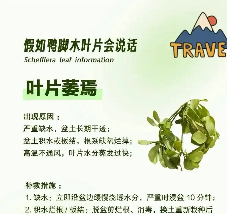 冬天鴨腳木黑葉爛杆?別扔!花農教你「動手術」,三步救活,來年更旺