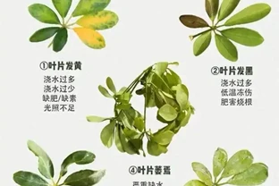 冬天鴨腳木黑葉爛杆？別扔！花農教你「動手術」，三步救活，來年更旺