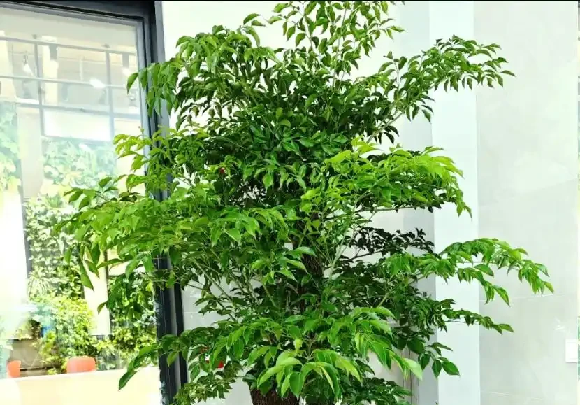 幸福樹葉子稀疏?學會用「2種肥」促葉壯根,半月冒新芽!