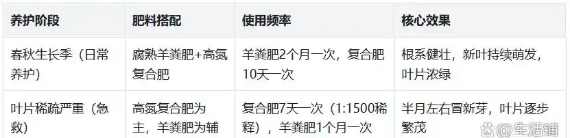 幸福樹葉子稀疏?學會用「2種肥」促葉壯根,半月冒新芽!