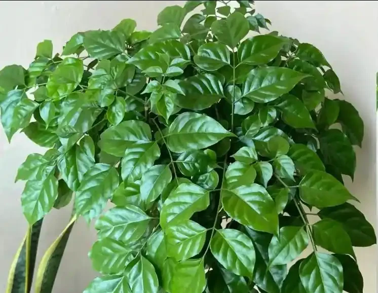 幸福樹葉子稀疏?學會用「2種肥」促葉壯根,半月冒新芽!