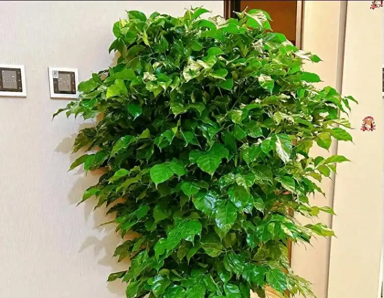 幸福樹葉子稀疏?學會用「2種肥」促葉壯根,半月冒新芽!