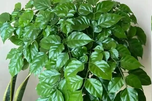 幸福樹葉子稀疏？學會用「2種肥」促葉壯根，半月冒新芽！