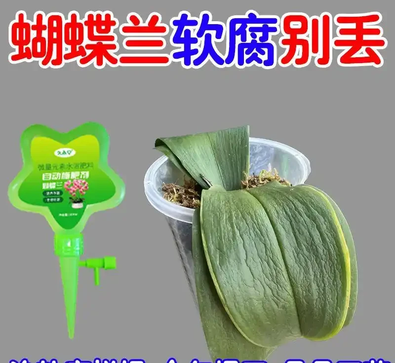 新手養花總踩坑?園藝達人私藏進階指南:鋪面石選發泡煉石/火山石、修枝剪挑錳鋼,3個月少腐根5次省30%養護成本!
