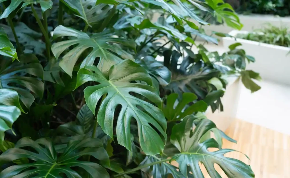 要龜背芋葉片肥大油綠,掌握「2多1怕」,株型旺到爆!