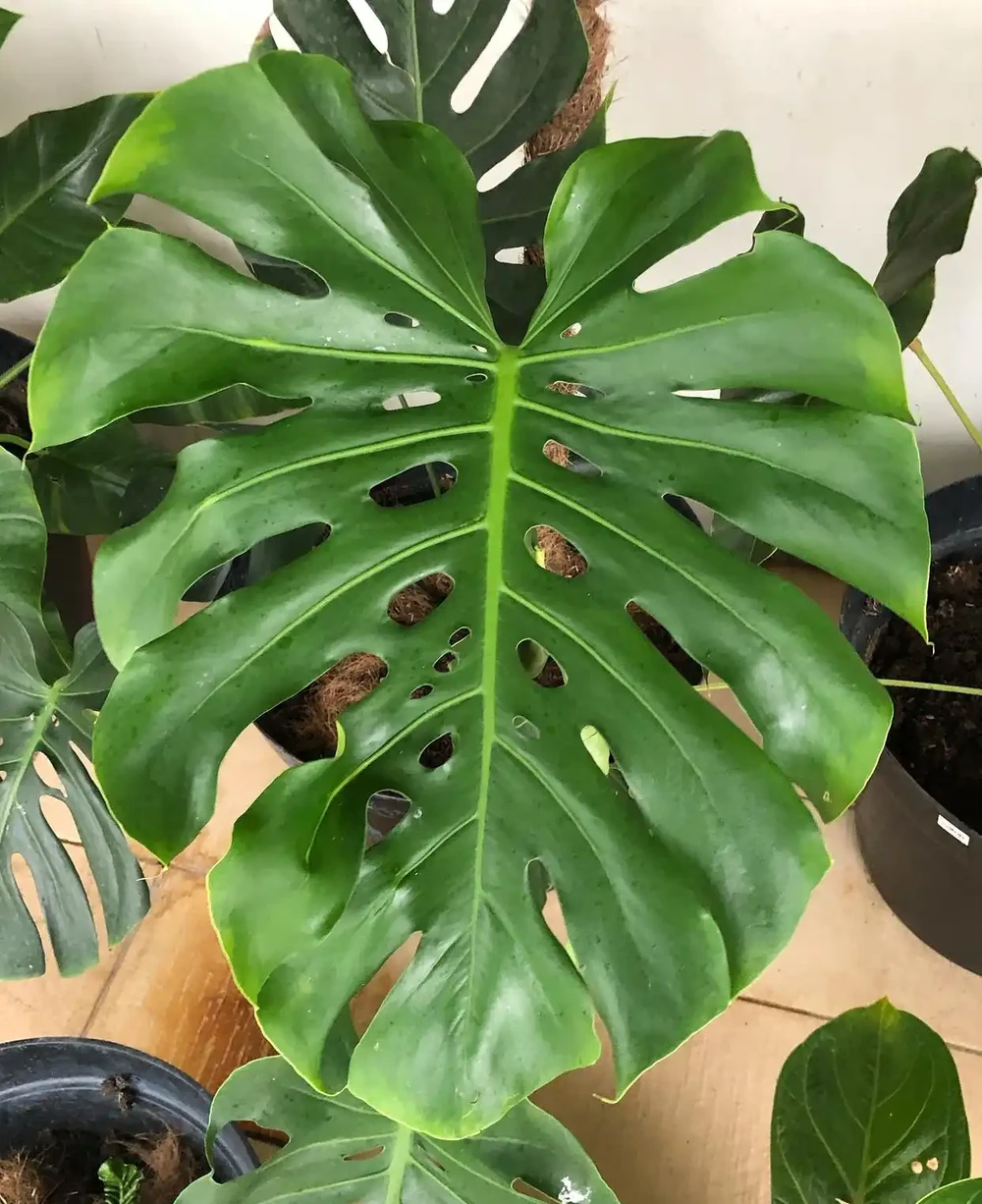 要龜背芋葉片肥大油綠,掌握「2多1怕」,株型旺到爆!