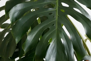 要龜背芋葉片肥大油綠，掌握「2多1怕」，株型旺到爆！