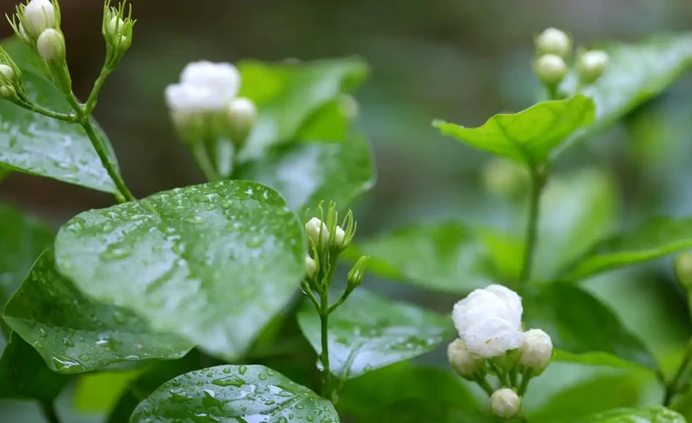茉莉葉子落光別扔!找準根源3步急救,快速冒新芽
