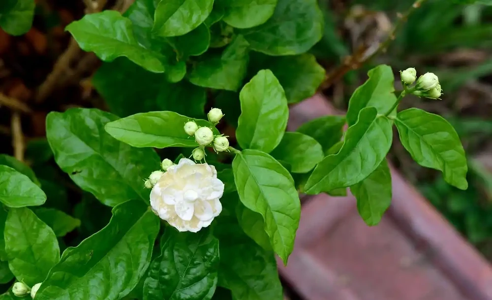 茉莉葉子落光別扔!找準根源3步急救,快速冒新芽