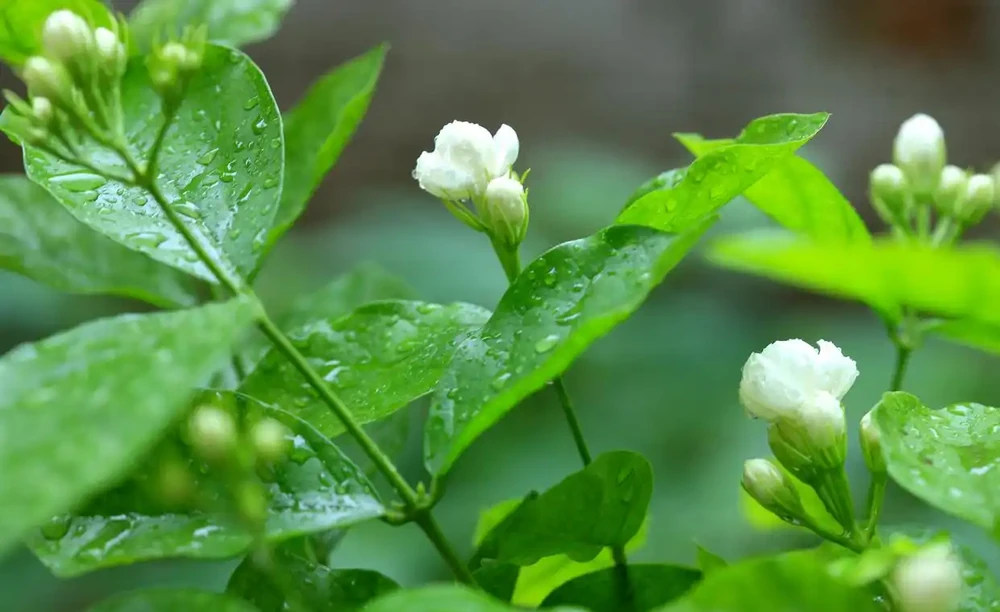 茉莉葉子落光別扔!找準根源3步急救,快速冒新芽