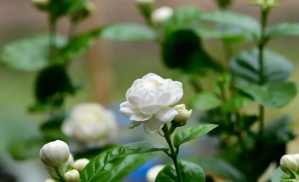 茉莉葉子落光別扔!找準根源3步急救,快速冒新芽