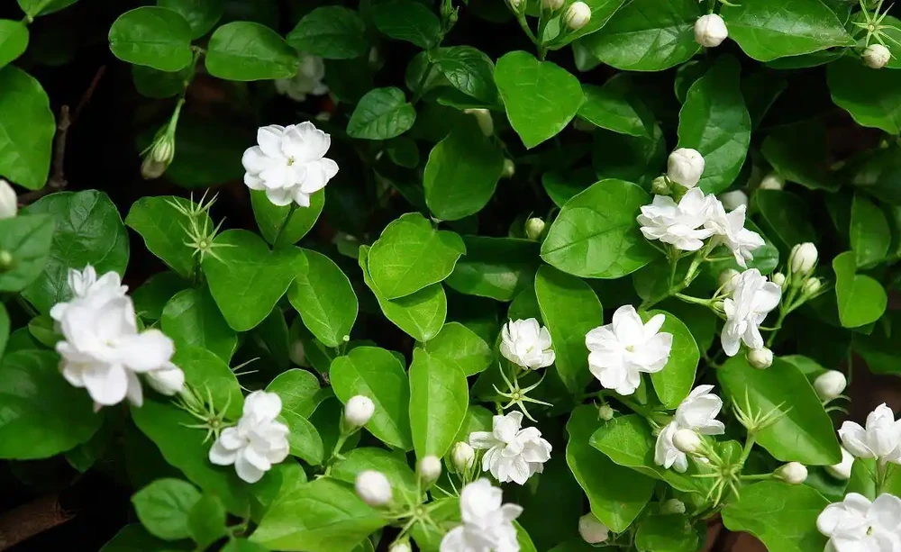 茉莉葉子落光別扔!找準根源3步急救,快速冒新芽