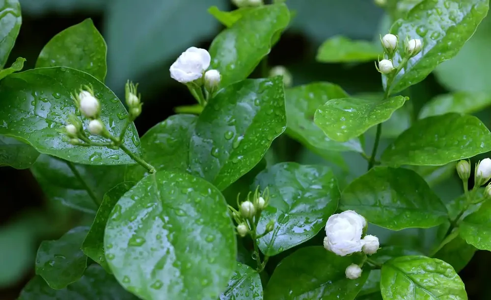 茉莉葉子落光別扔!找準根源3步急救,快速冒新芽