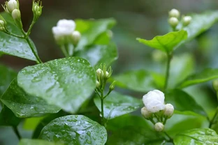 茉莉葉子落光別扔！找準根源3步急救，快速冒新芽