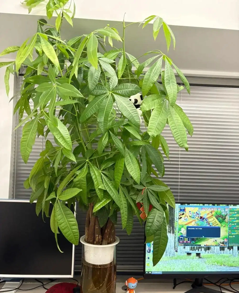 男子1080買的「原生發財樹」火了,網友:貴了點,但是真好看吖~