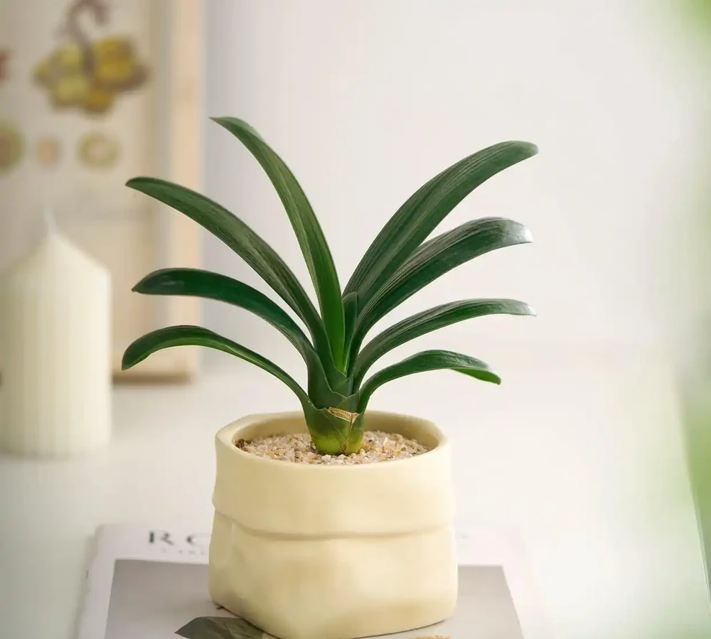 君子蘭花辦公室內盆栽開花綠植四季懶人好養送老師：辦公桌上的治癒系氧氣吧