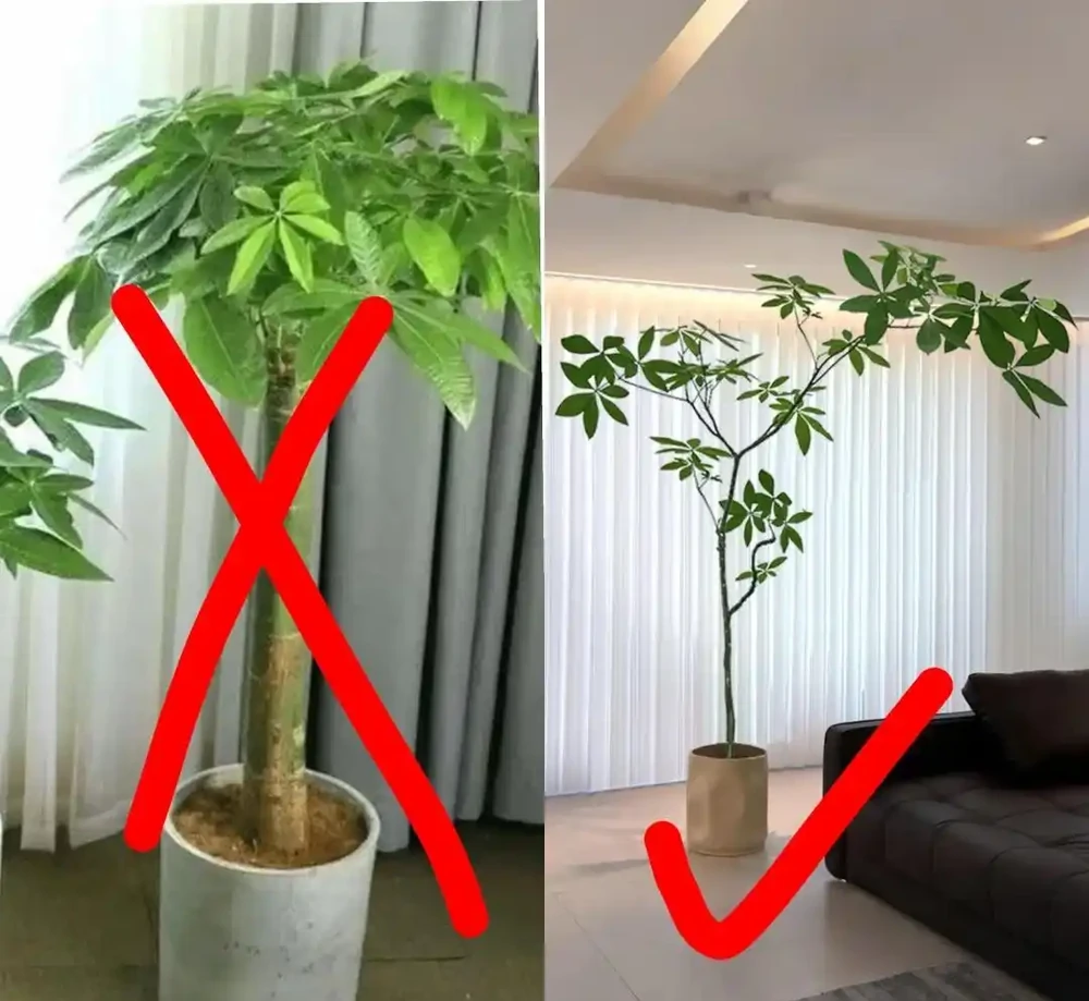 男子1080買的「原生發財樹」火了,網友:貴了點,但是真好看吖~
