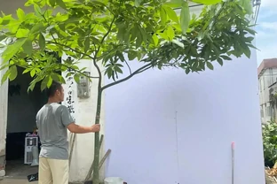 男子1080買的「原生發財樹」火了，網友：貴了點，但是真好看吖～