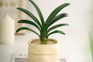 君子蘭花辦公室內盆栽開花綠植四季懶人好養送老師：辦公桌上的治癒系氧氣吧