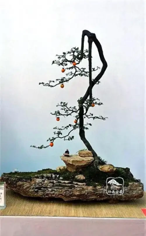 1月金彈子落葉：正常代謝與異常訊號的辨別指南