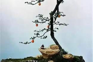 1月金彈子落葉：正常代謝與異常訊號的辨別指南