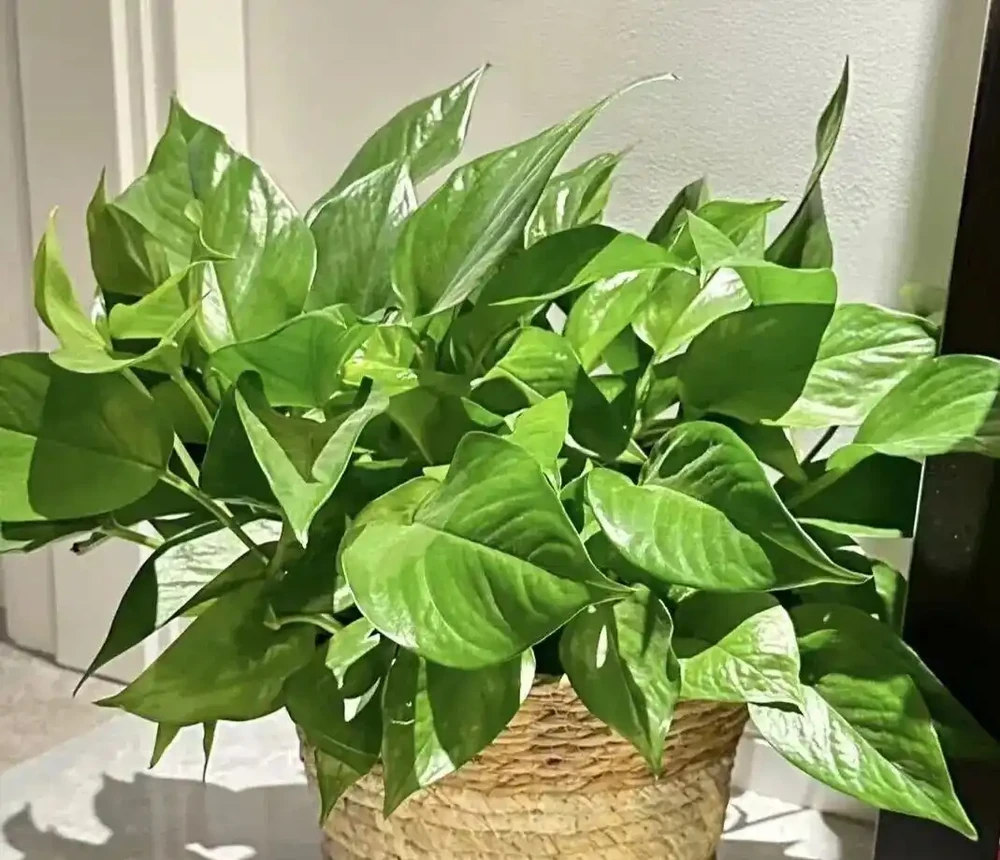 老公抽菸不用愁!這盆「鵝掌藤」是尼古丁克星,煙味吸光還特好看