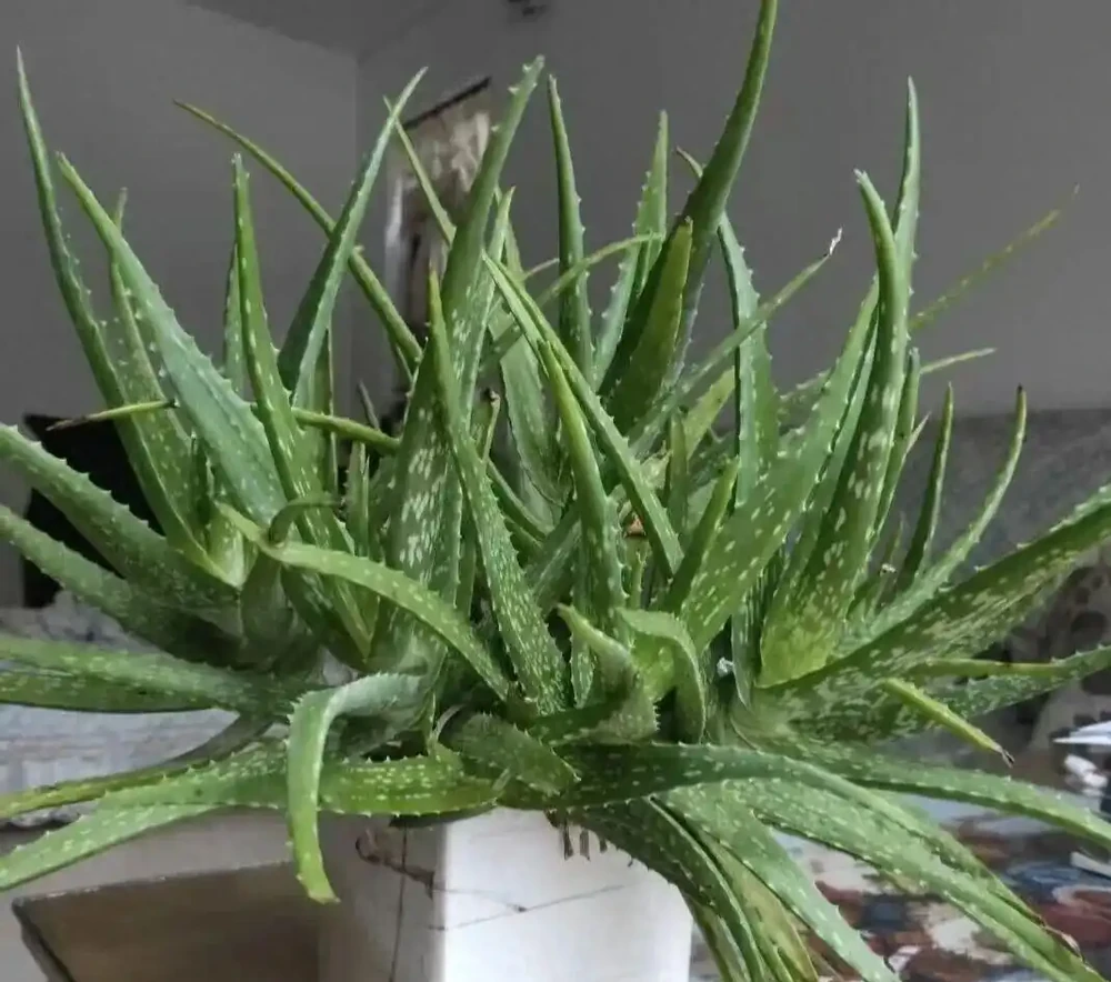 老公抽菸不用愁!這盆「鵝掌藤」是尼古丁克星,煙味吸光還特好看