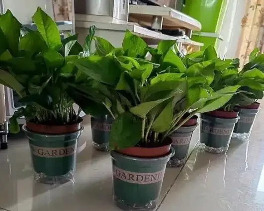 老公抽菸不用愁!這盆「鵝掌藤」是尼古丁克星,煙味吸光還特好看