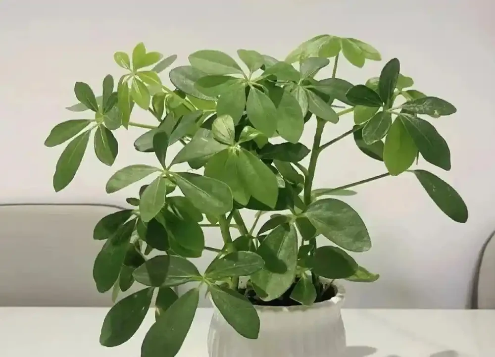 老公抽菸不用愁!這盆「鵝掌藤」是尼古丁克星,煙味吸光還特好看
