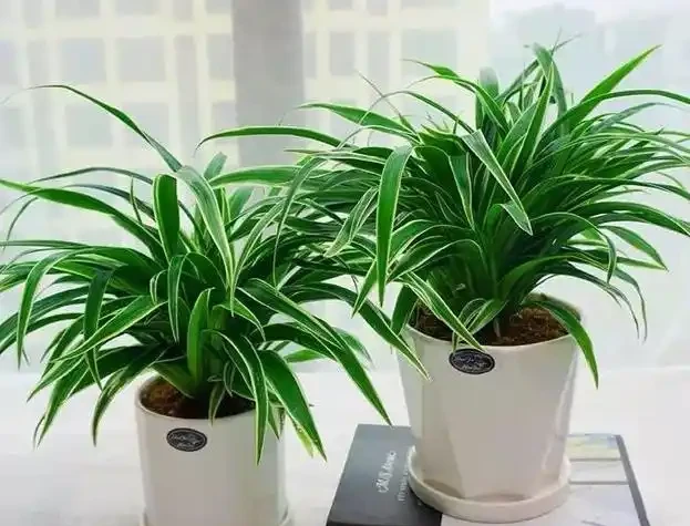 老公抽菸不用愁!這盆「鵝掌藤」是尼古丁克星,煙味吸光還特好看