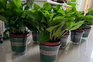 老公抽菸不用愁！這盆「鵝掌藤」是尼古丁克星，煙味吸光還特好看