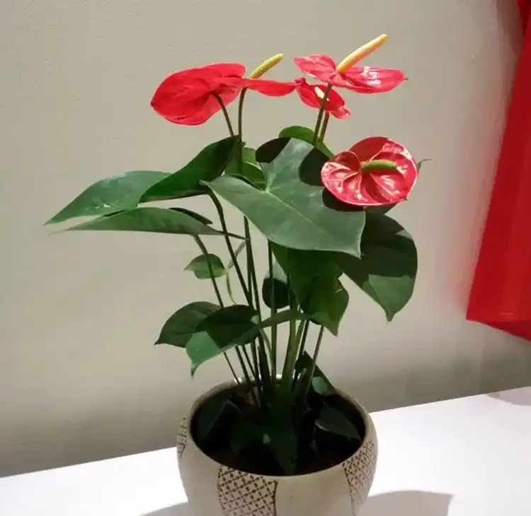 家裡沒光也能養滿盆?這10種「耐陰小能手」,不用管也能開成花海