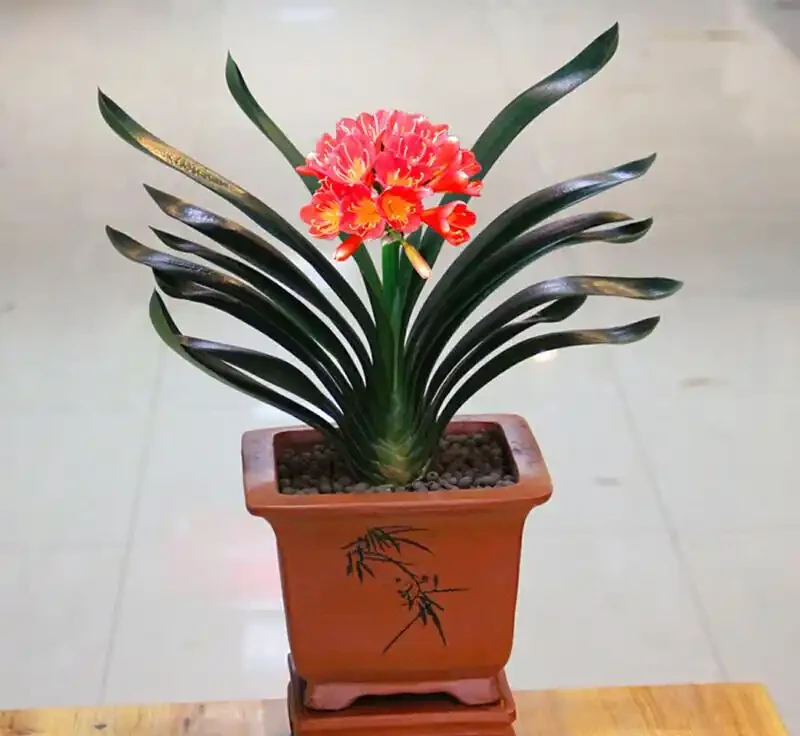家裡沒光也能養滿盆?這10種「耐陰小能手」,不用管也能開成花海