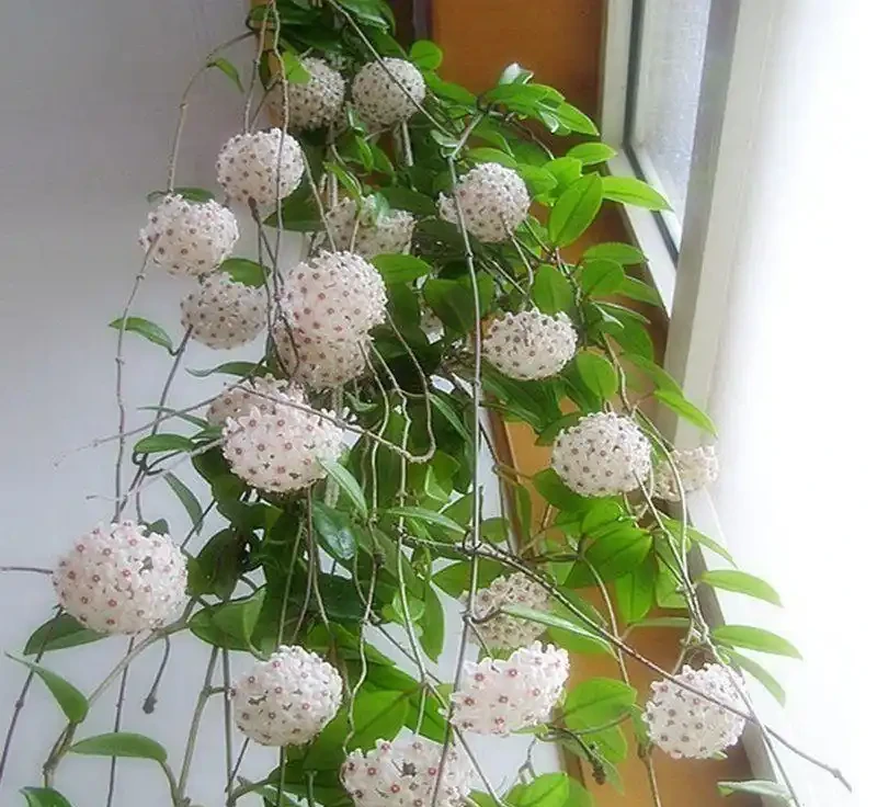 家裡沒光也能養滿盆?這10種「耐陰小能手」,不用管也能開成花海