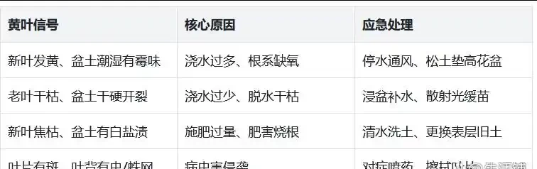 幸福樹黃葉掉葉？先查「訊號」！不換盆也能活，長勢翻倍