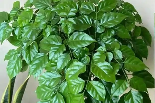 幸福樹黃葉掉葉？先查「訊號」！不換盆也能活，長勢翻倍