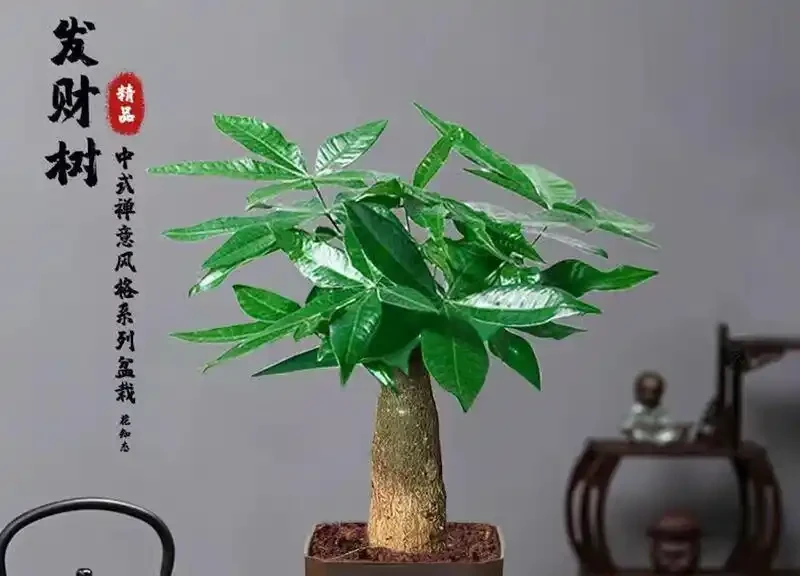 發財樹腐根別扔!4步救活法,葉子重返油綠