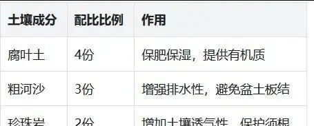 發財樹腐根別扔!4步救活法,葉子重返油綠